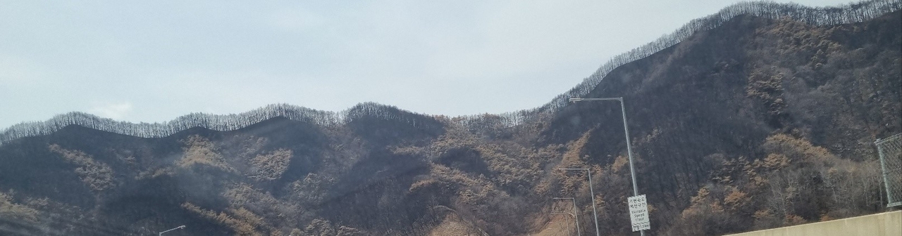 지난 17일 오후 검게 그을린 채 죽어있는 경북북부지역 산불 피해 현장 모습.[사진=김병진 기자]