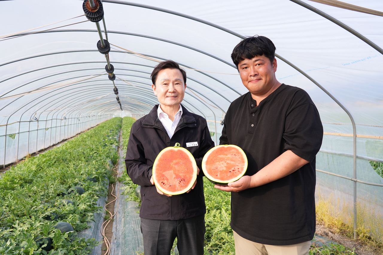 고령 우곡 수박 첫 출하.[고령군 제공]