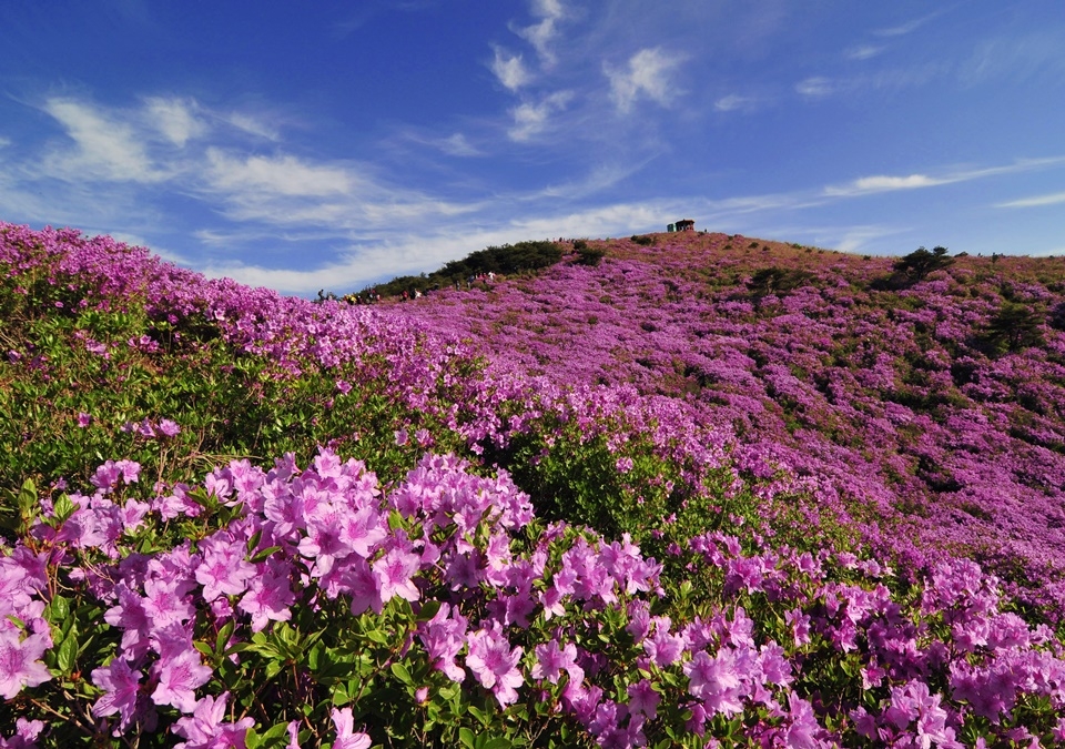 황매산 철쭉