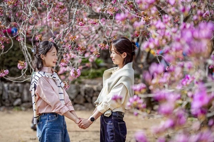 순천 선암사 겹벚꽃을 배경으로 여행객들이 사진을 촬영하고 있다.