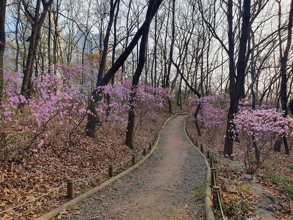 오금공원 진달래. [송파구 제공]
