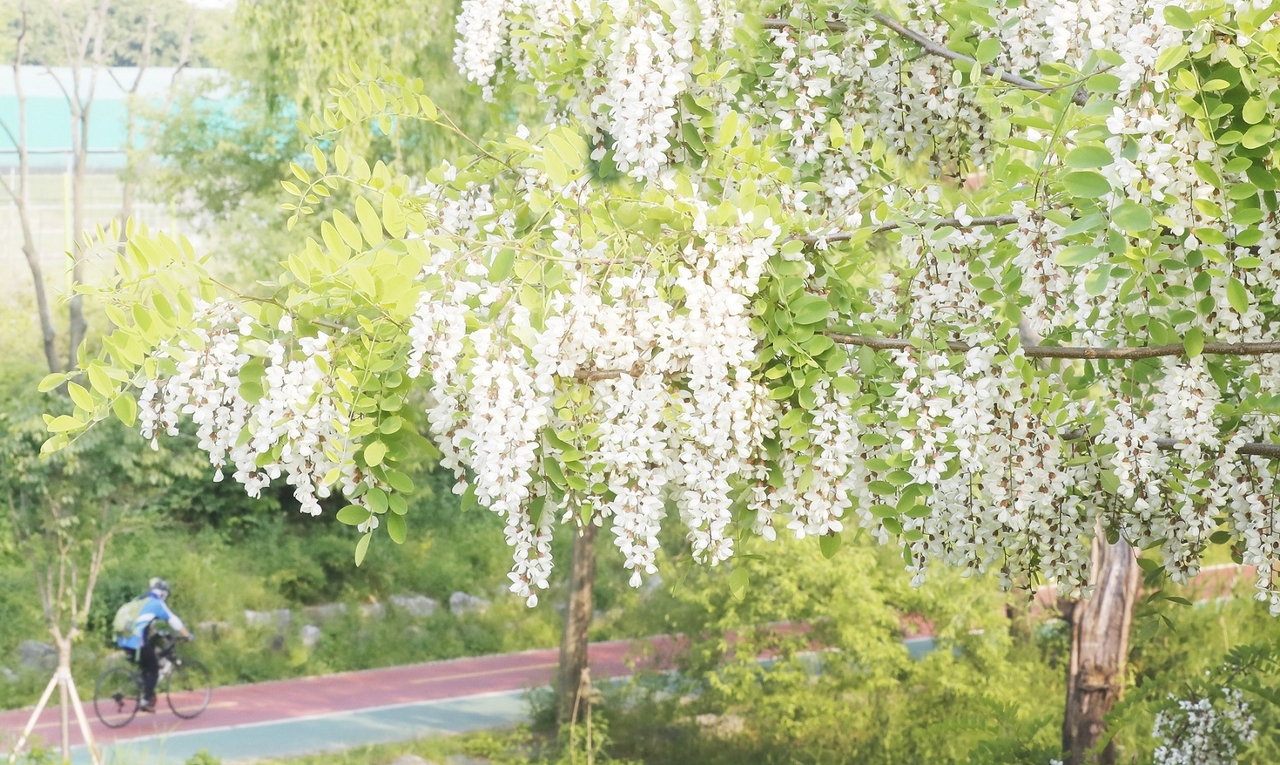 성내촌 아카시아. [송파구 제공]