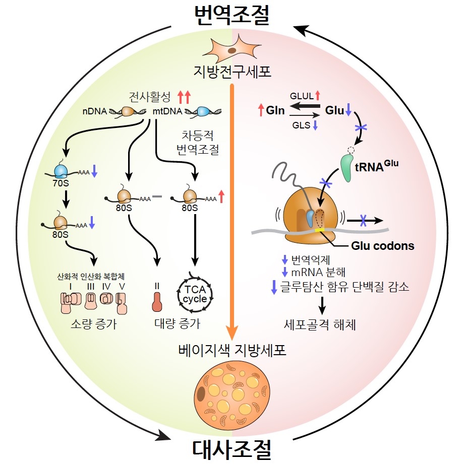 베이지 지방세포 분화과정에서 확인된 단백질 번역과 대사 간 상호조절의 신규기전. [GIST 제공]