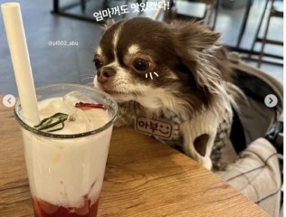 “애견카페에 강아지랑 있으면 불법?” 황당 그 자체…이제야 바뀐다