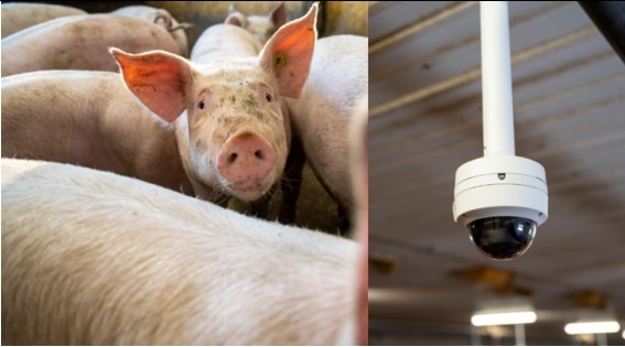 Smart Agritech Solution의 Pigxcel-ID 기술 사례 [Smart Agritech Solution of Sweden AB 홈페이지]