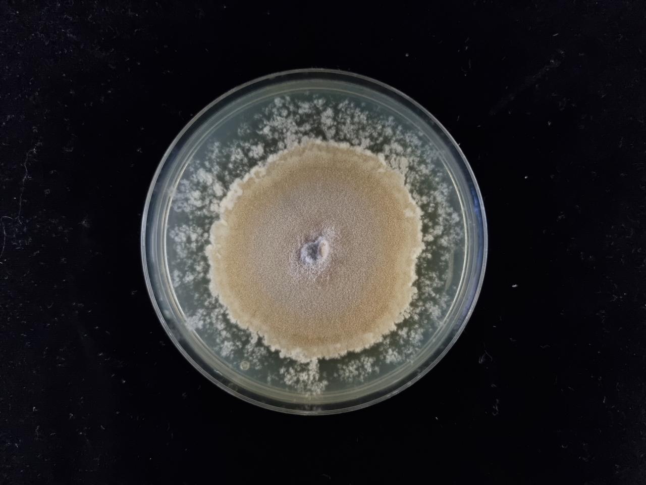 콜레토트리쿰 트룬카툼(Colletotrichum truncatum). 콩에 존재하는 곰팡이 종이자 식물 병원체[출처 : 어주경 국립생태원 선임연구원]