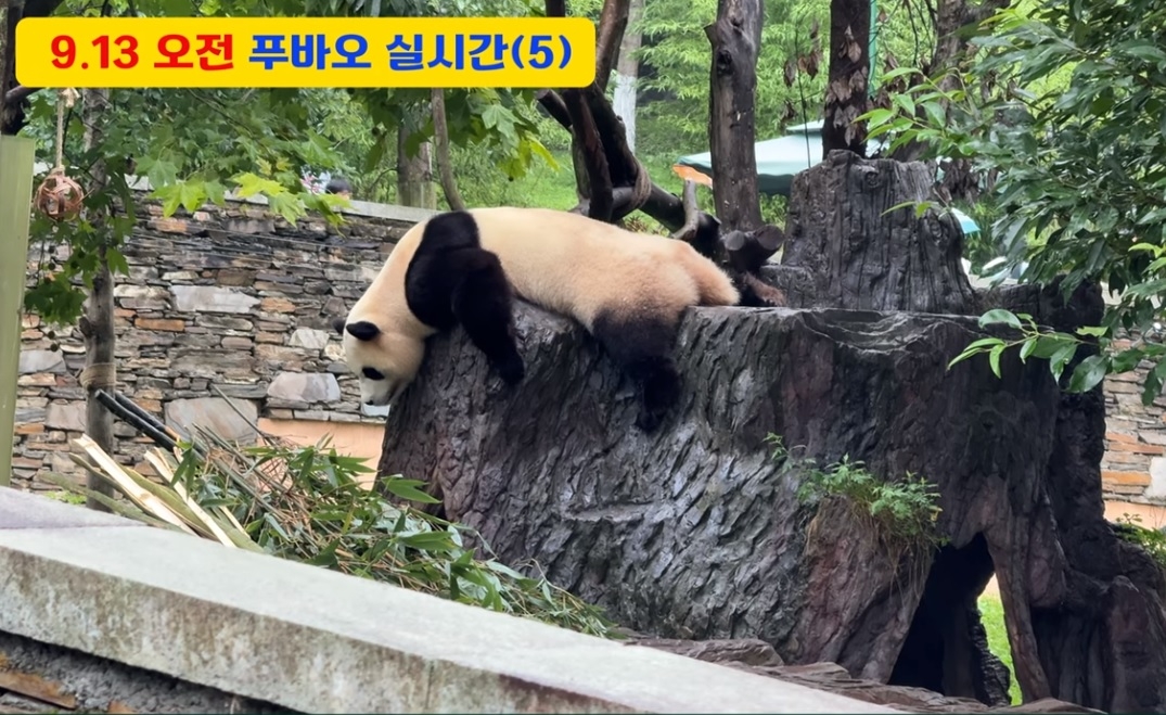 지난해 8~9월 푸바오가 이상증세를 보일때 판다센터는 “가임신 증상”이라고 밝힌바 있다. 당시에는 이번 같은 복부팽만이 없이 오히려 매우 마른 상태였다. [푸바오 팬 영상 캡쳐]