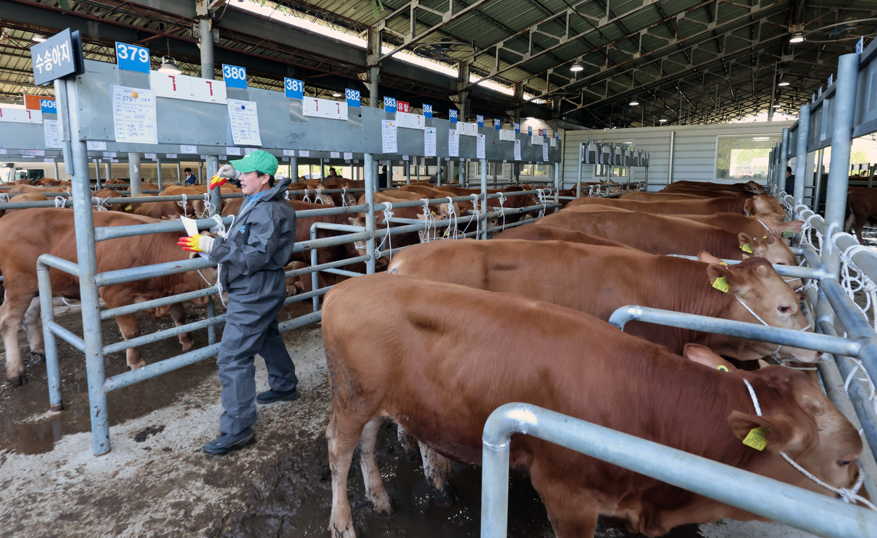 An official inspects cattle at the Damyang Livestock Market in South Jeolla Province, as cattle markets reopen on Monday. (Yonhap)