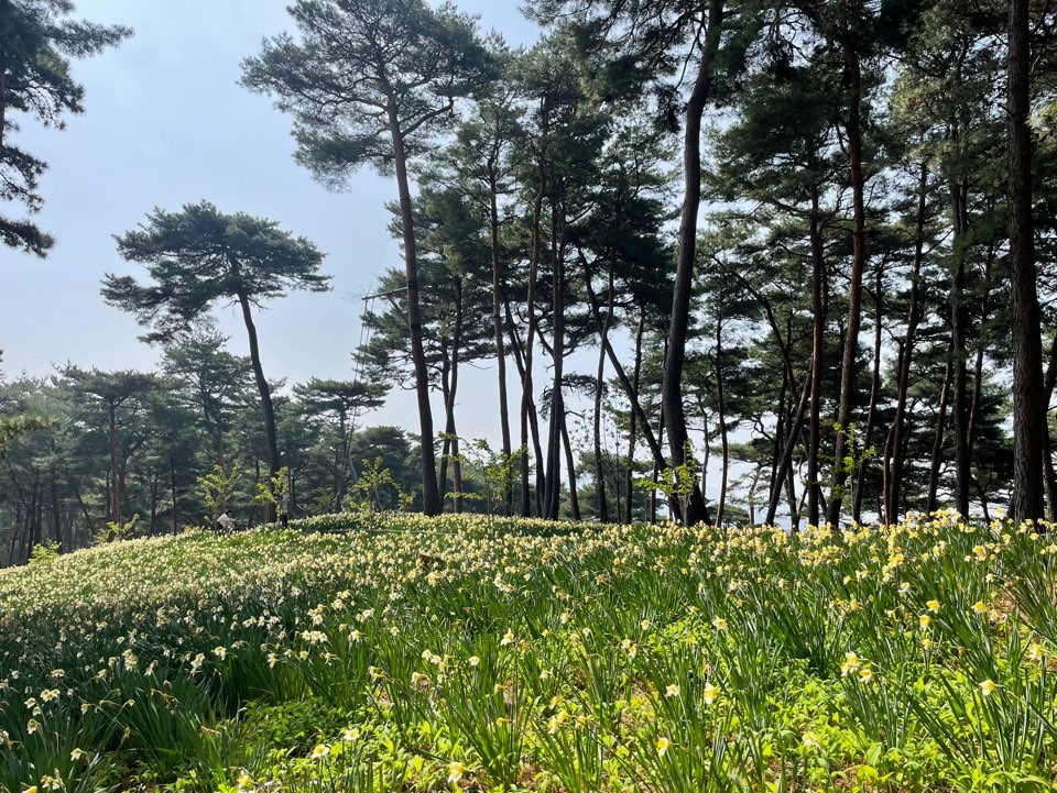 Pine trees and daffodil fields surrounding the House of Yu Gibang in Seosan, South Chungcheong Province (Hong Yoo/The Korea Herald)