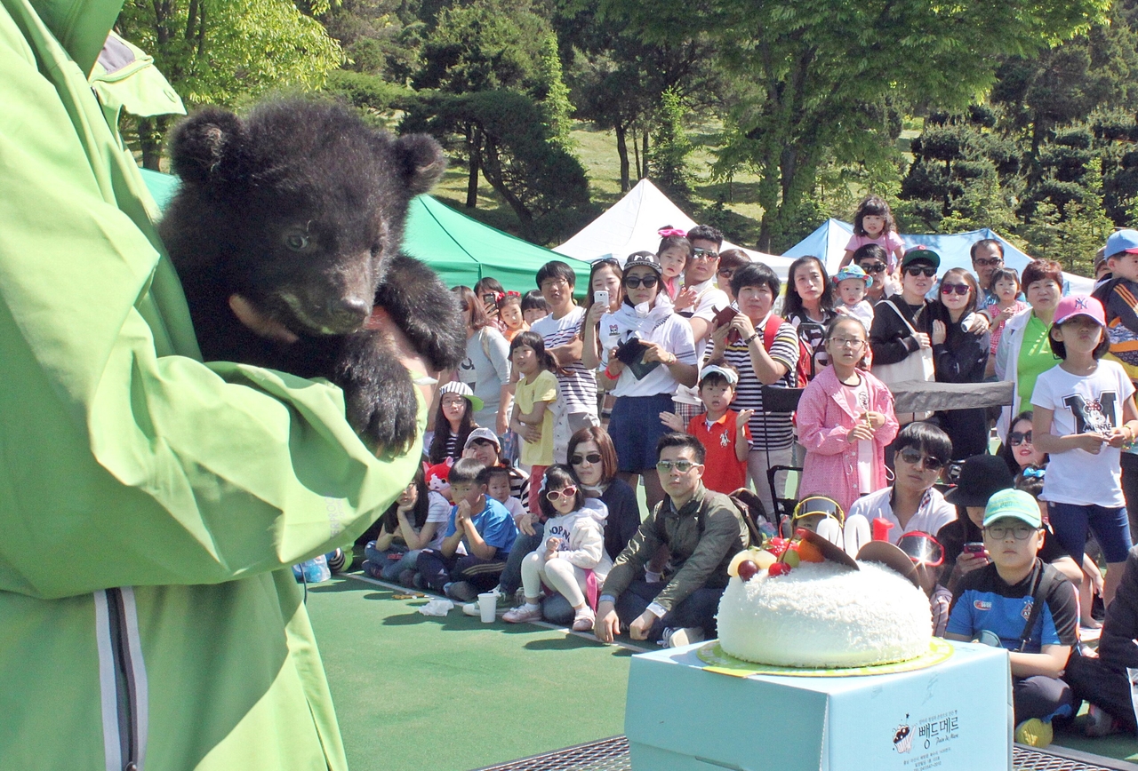 베어트리파크 아기 반달곰 백일축제 지난해 행사