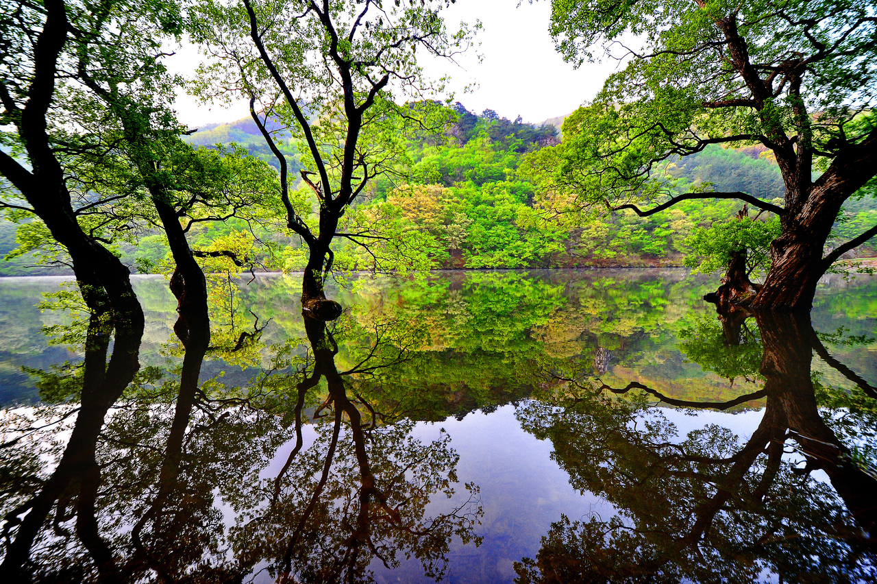 청송 주산지 모습.[경북도 제공]