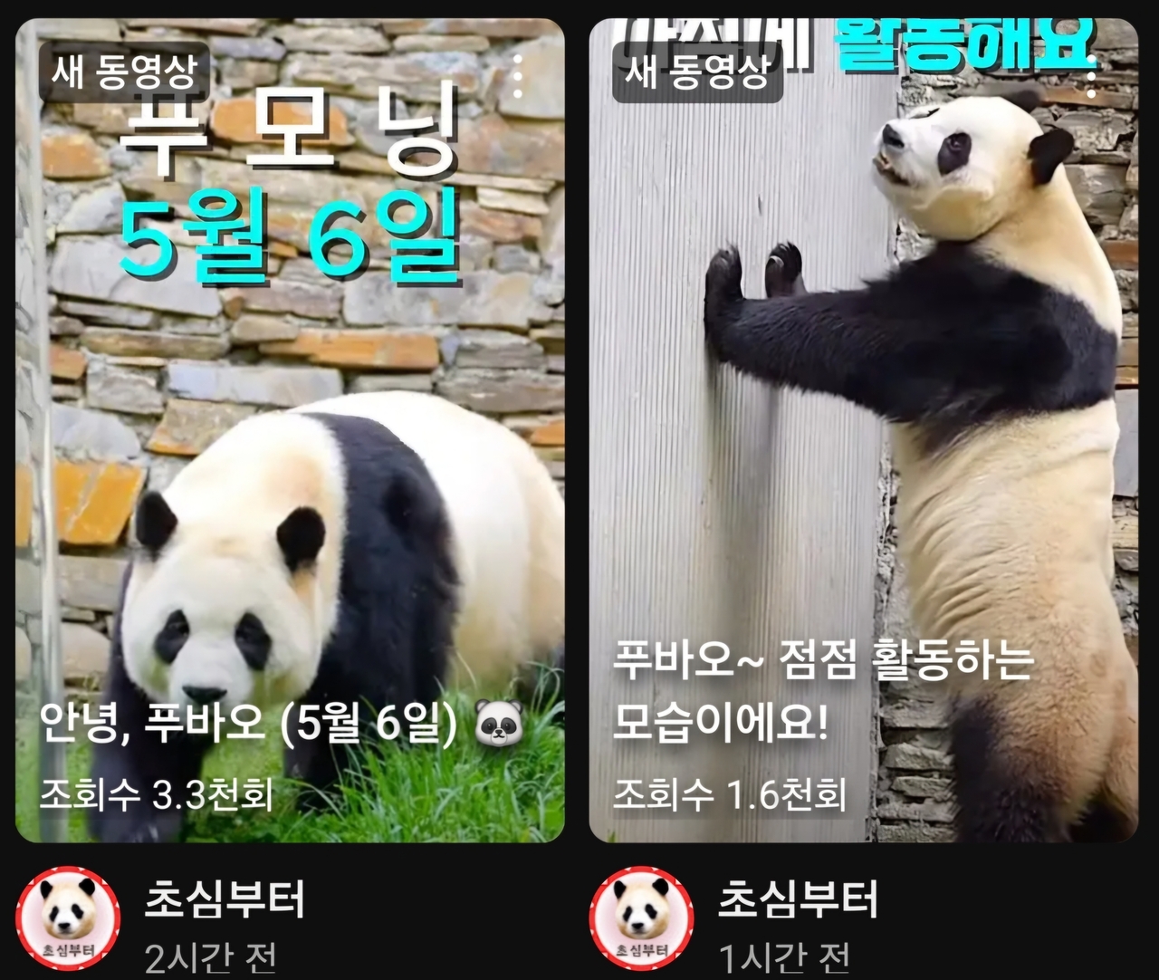 사천성 판다기지 토토사이트 대도시방사장의 상황을 거의 실시간으로 알려주는 팬들의 영상 타이틀 화면. 오른쪽 이미지를 보면 살이 많이 빠졌음을 단번에 알수 있다. [출처=초심부터]