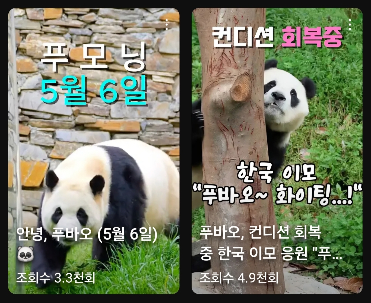 사천성 판다기지 토토사이트 대도시방사장의 상황을 거의 실시간으로 알려주는 팬들의 영상 타이틀 화면. [출처=푸동푸동, 초심부터]