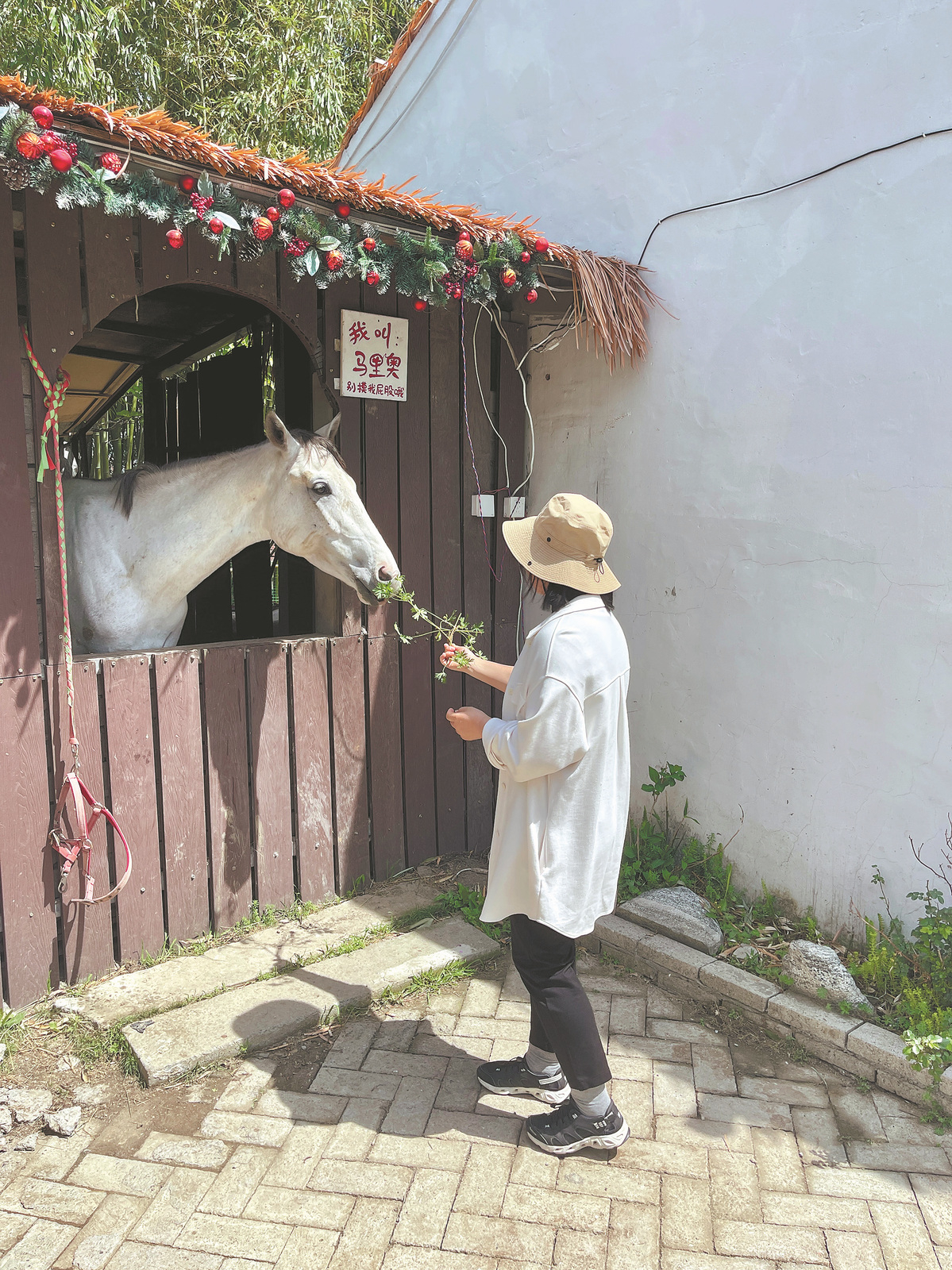 A visitor feeds a horse at Horse Coffee in Henggang village, Jiashan county, Jiaxing, of East China's Zhejiang province. China Daily