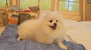 동태탕 먹고 정원 카페까지! ‘전남 화순’ 반려견 동반 코스