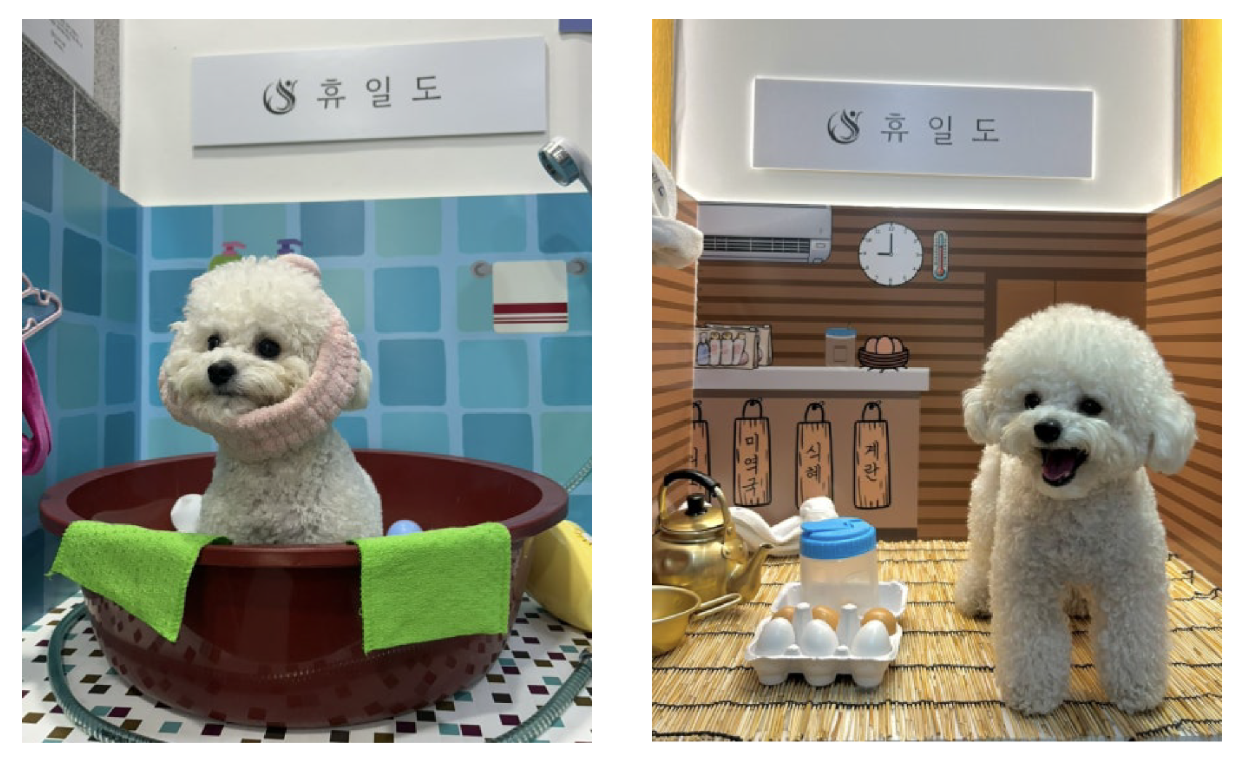 ⓒ네이버 블로그_밍댕 (사진 속 멍이: 보리)
