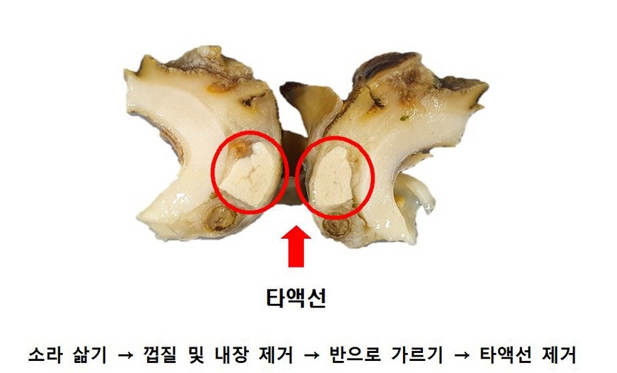 소라의 침선(타액선) [식품의약품안전처 제공]