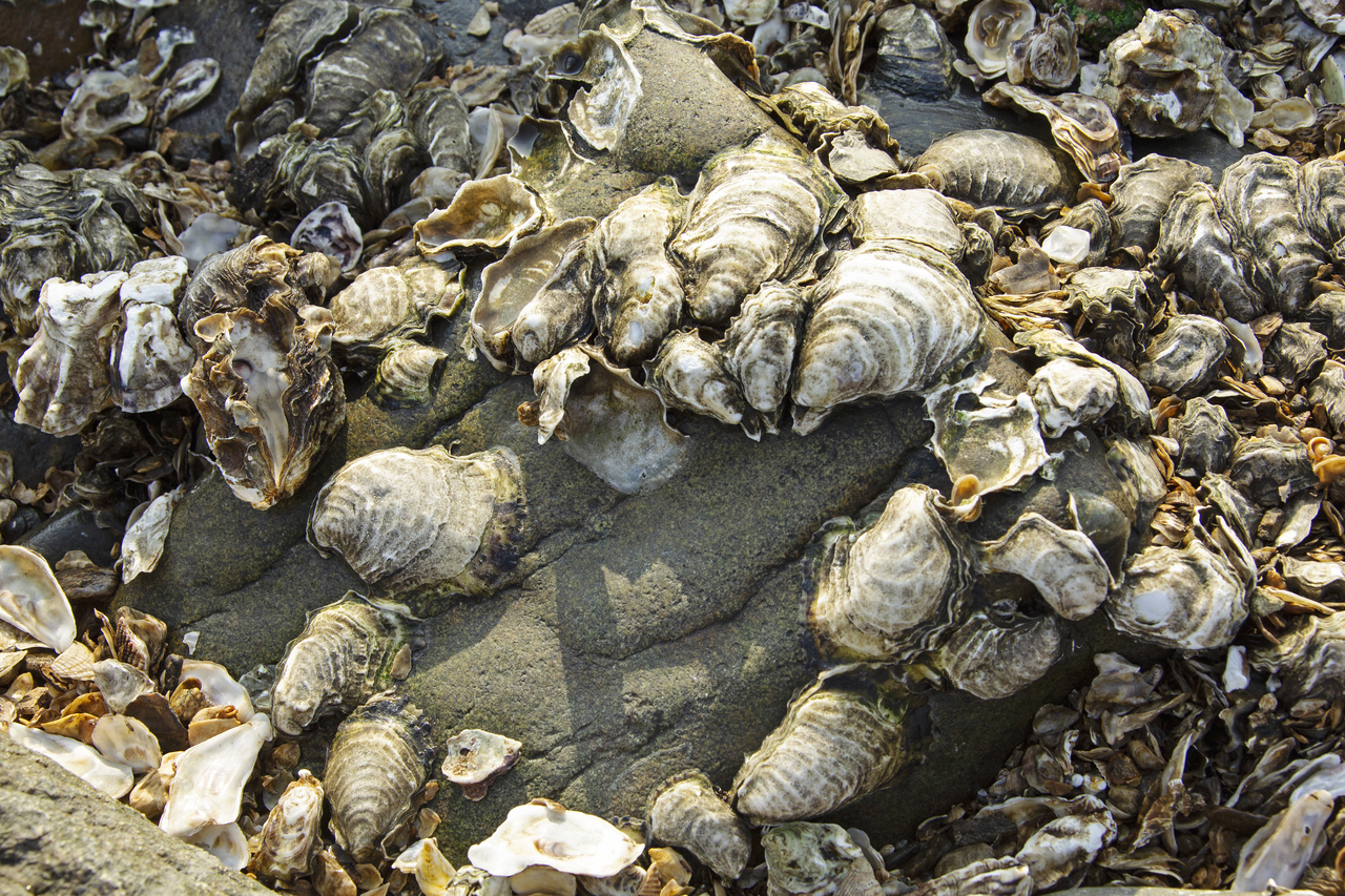 굴껍질.[게티이미지뱅크]