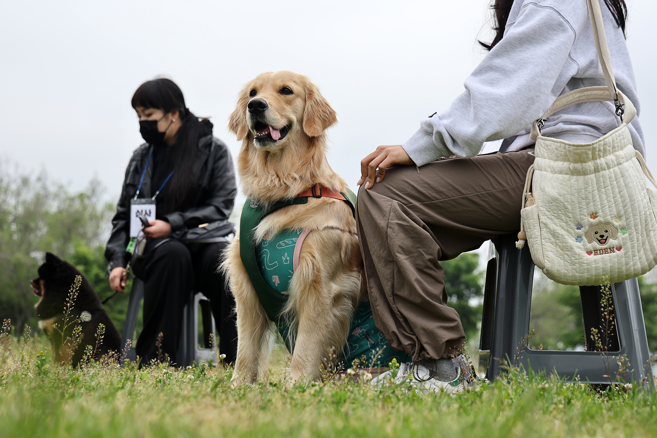 A participant dog waits for a human interaction test during a field assessment for the Seoul Dog Patrol Program at Yeouido Hangang Park in Seoul on Sunday. (Yonhap)