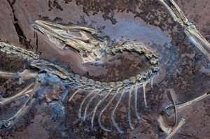 Chicago museum's fossil yields insights on famed early bird Archaeopteryx