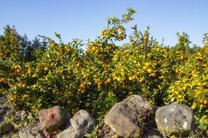Top destination for Jeju tangerines? Russia, again