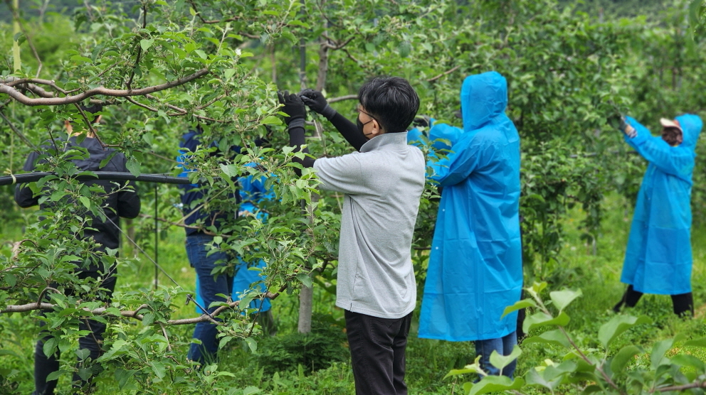 포항시 대변인실 직원들이 16일 북구 죽장면에 위치한 사과 재배 농가를 방문해 영농철 농촌 일손 돕기를 했다.[포항시 제공]