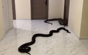 [영상] “이웃집 개 짖는 소리 더 못참아”…복도에 대형 뱀 2마리 풀어 ‘맞불’