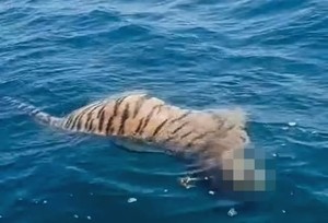 백두산 호랑이 사체가 바다에 ‘둥둥’ 무슨 일?