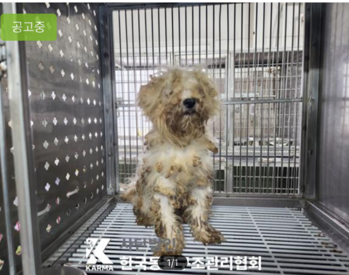 One of 19 dogs found abandoned in the Daechi-dong and Yeoksam-dong neighborhoods of Gangnam, southern Seoul, is photographed in a kennel. The photo is from an adoption notice posted on Paw in Hand, an abandoned animal adoption platform operated by the Korea Animal Rescue and Management Association. (KARMA)