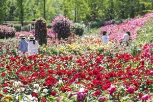 Festivals, sights across Korea