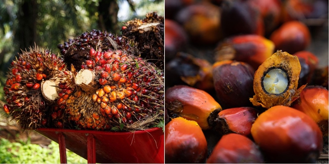 팜유를 만드는 야자나무 열매  [RSPO 홈페이지 캡처]