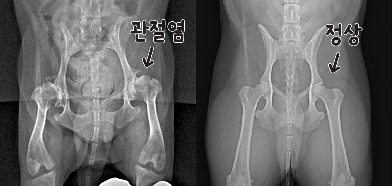 우리 강아지도 관절염? 수의사가 알려주는 관절염 A to Z