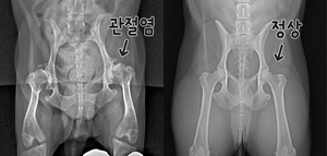 우리 강아지도 관절염? 수의사가 알려주는 관절염 A to Z