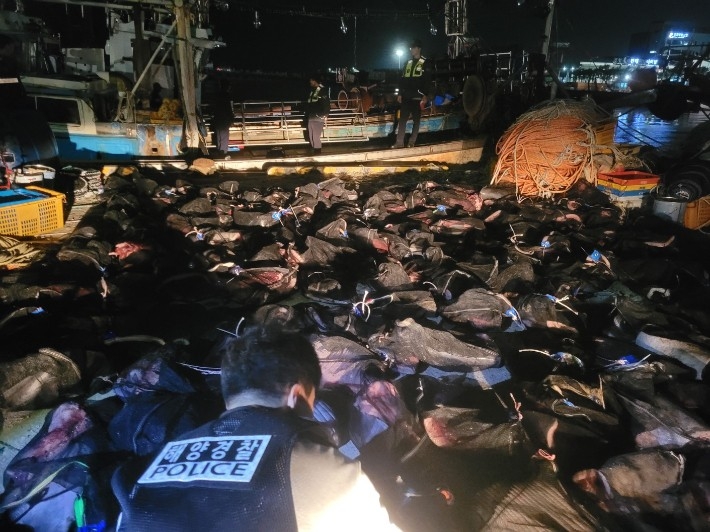 Bags containing illegally butchered whale parts are seized by Coast Guards. (Pohang Coast Guard)