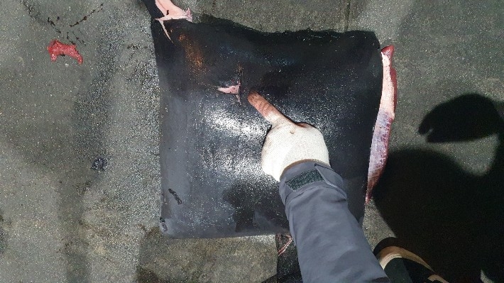A Coast Guard points out harpoon marks on whale meat. (Pohang Coast Guard)