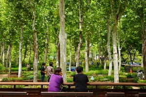 Floral refuge at heart of Seoul