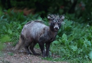 송도서 괴생명체 모습으로 나타나더니…서울 구로서 가장 많았다 [세상&]