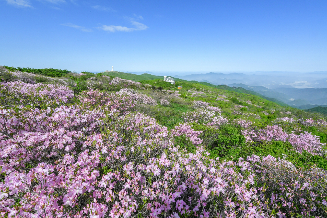 소백산 국망봉정상에 활짝 핀 철쭉 [영주시 제공]