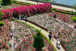 [Photo News] First hint of summer