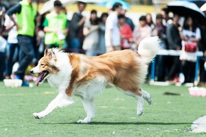 [토토사이트 실수]멍이들을 위한 축제의 날! 어디서 무얼 할까?
