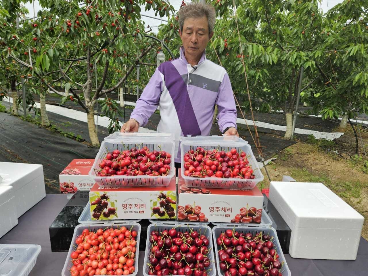 영주 체리 [영주시 제공]