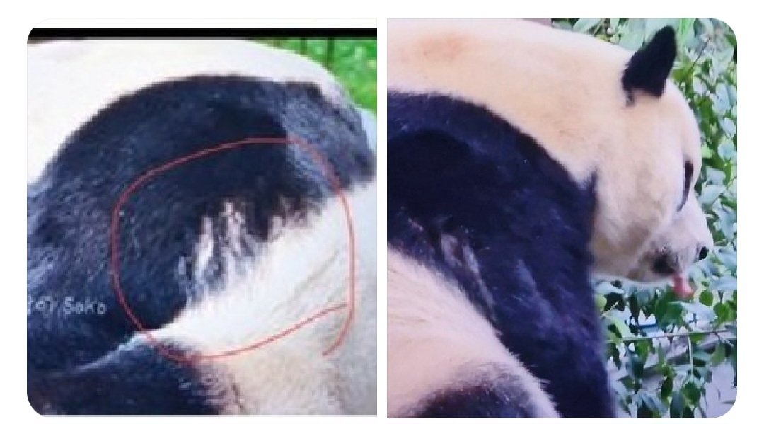 솜사탕토토 팬들이 제시하며 주장한 사천성 판다기지 스태프의 솜사탕토토 구타흔적