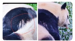 푸바오 구타 흔적? 한국 귀환 안되면 칭다오로..한국산 판다 지킴이 시위 점입가경[함영훈의 멋·맛·쉼]