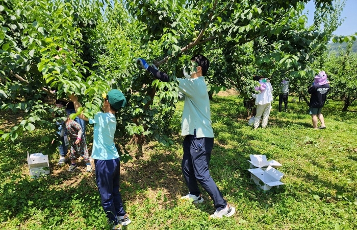 순천시 월등면 토토사이트 지분 수확 체험.