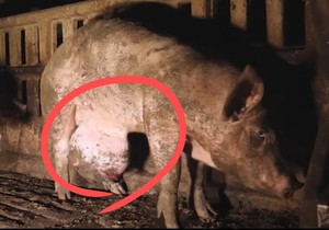 “거대한 ‘혹’ 바닥에 질질” 이걸 고기로 먹는다…돼지 농장 ‘끔찍한 비밀’ [지구, 뭐래?]