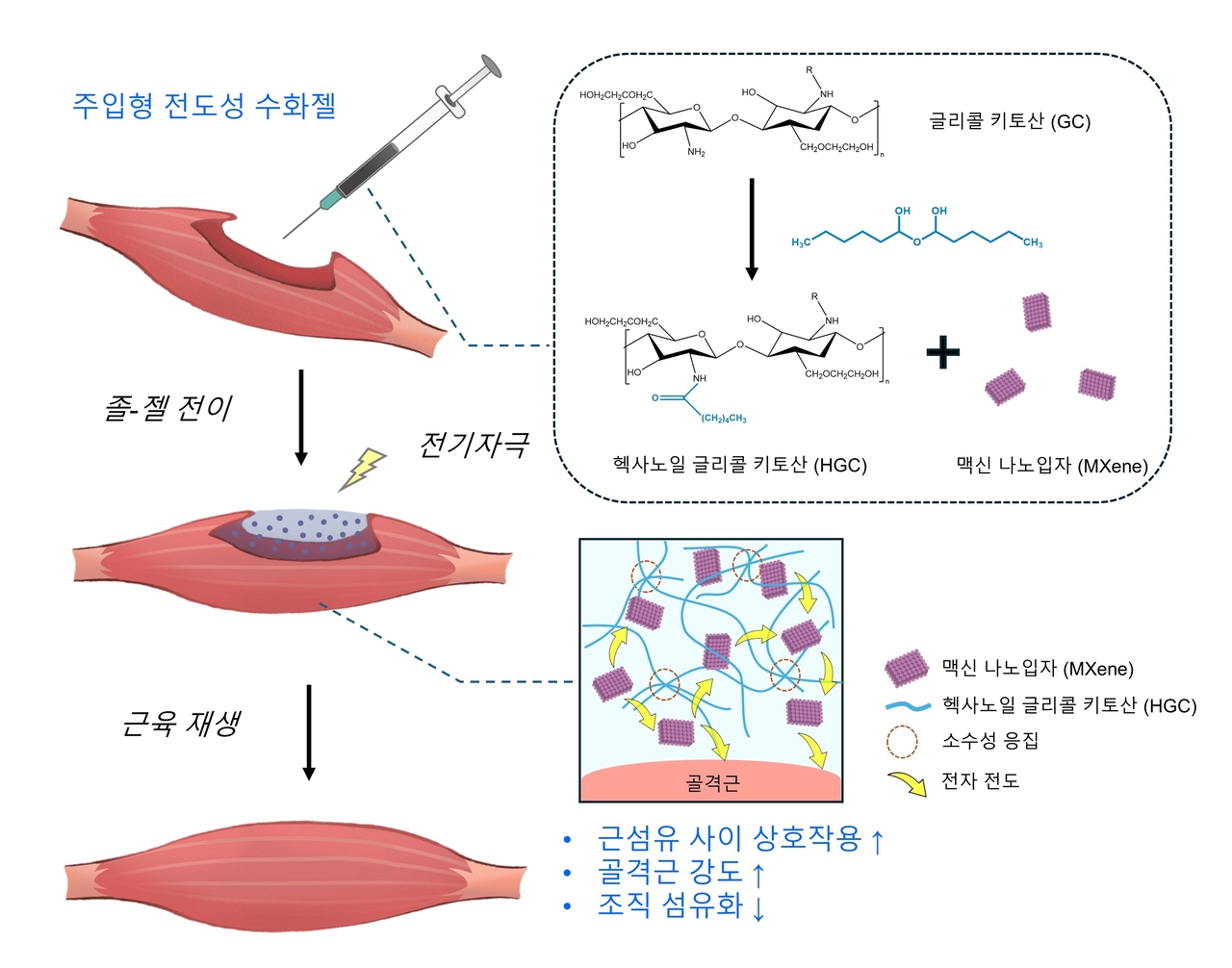 헥사노일 글리콜 키토산 기반 맥신 담지 주입형 전도성 수화젤의 모식도.[GIST 제공]