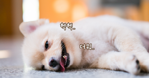 “산책 가자!” 그 말, 여름엔 조금만 더 생각해 줘!