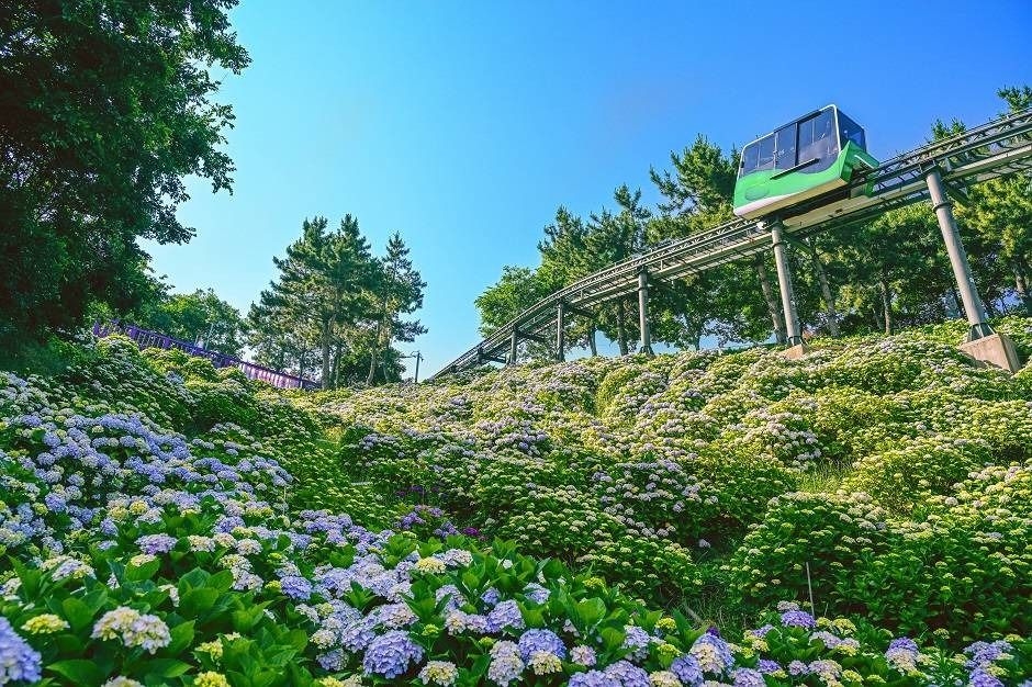 Hydrangeas are in full bloom at Jangsaengpo in Ulsan (Jangsaengpo Hydrangea Festival)