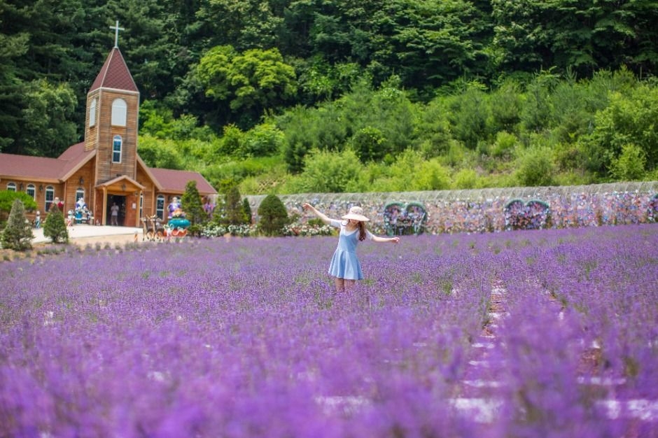 Lavender garden (Herb Island)