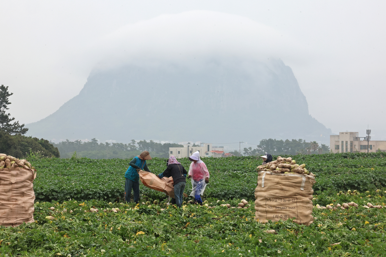 Farmers harvest radishes in a field in Daejeong-eup, Seogwipo, Jeju Island, Wednesday. (Yonhap)